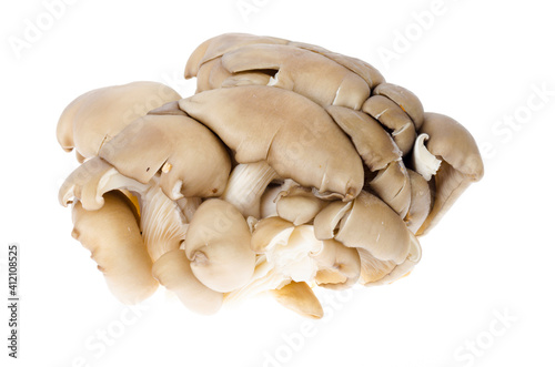 Bunch of fresh raw oyster mushrooms isolated on white background