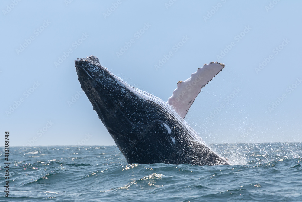 Humpback whale jumping in Machalilla National Park, Ecuador