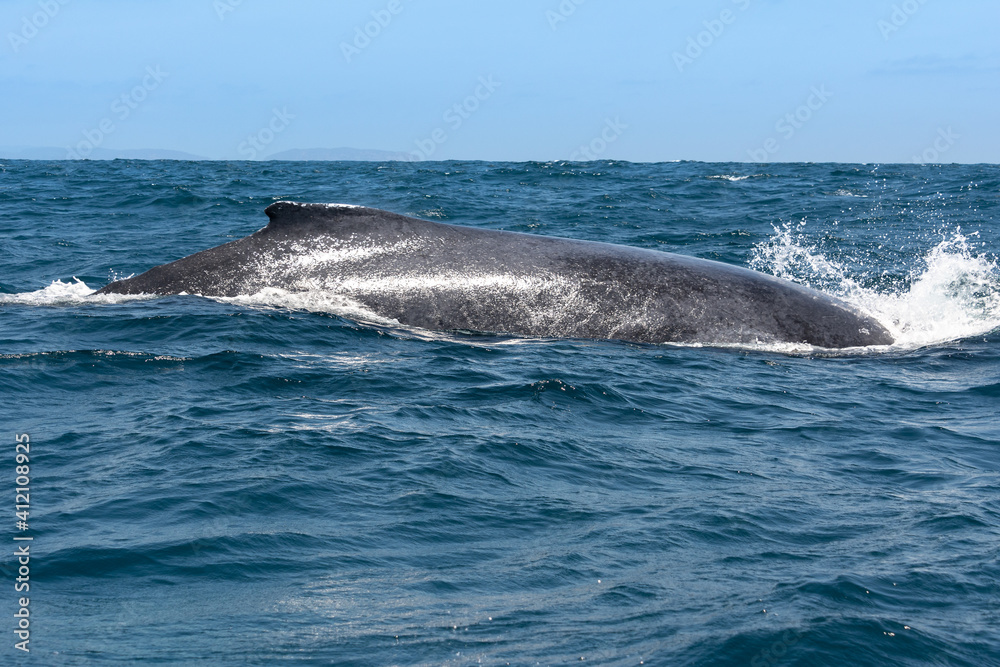 Humpback whale sailing in Machalilla National Park, Ecuador Humpback whale sailing in Machalilla National Park, Ecuador