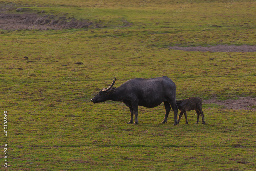 Water buffalo walking in paady rice field and pond, Signature of Ta-la-Noi sea travel attraction place in Phathalung province,Thailand. Water buffalo walking in paady rice field and pond, Signature of Ta-la-Noi sea travel attraction place in Phathalung province,Thailand.
