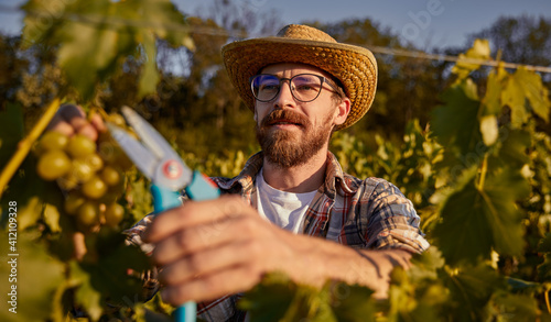 Bearded winemaker harvesting grapes on farm photo