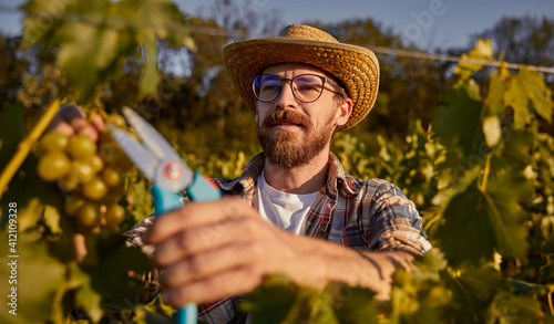 Obraz na płótnie Bearded winemaker harvesting grapes on farm