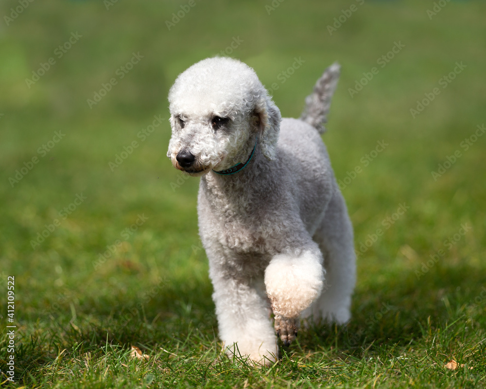 Poodle x Bedlingtion Terrier