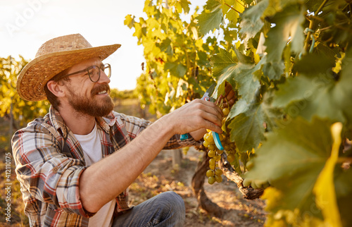 Cheerful farmer harvesting grapes in vineyard photo