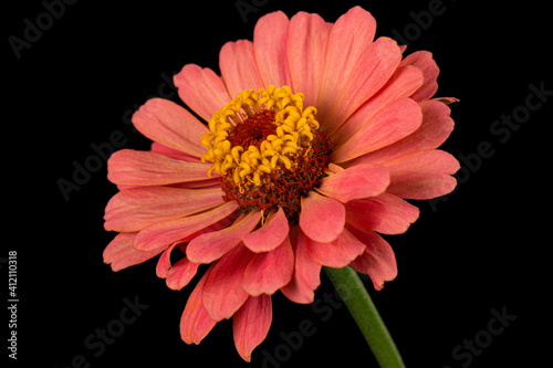 Red flower of zinnia  isolated on black background