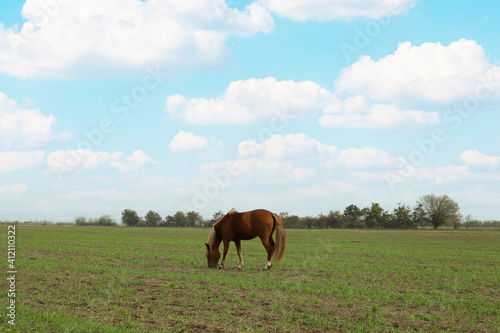 Horse grazing in the green field in the morning