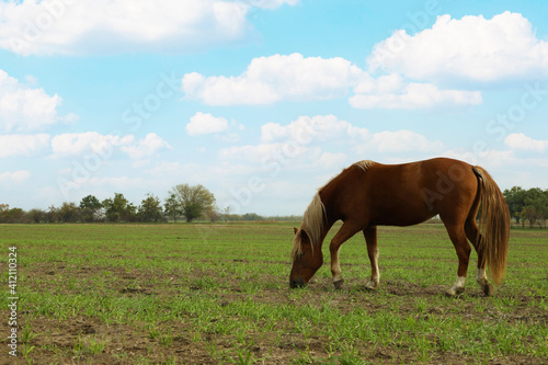 Fototapeta Naklejka Na Ścianę i Meble -  Horse grazing in the green field in the morning