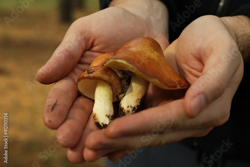 Male hands hold fresh forest mushrooms, close up