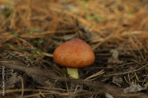 Fresh forest mushroom in grass, close up