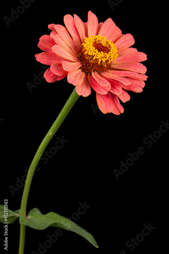 Red flower of zinnia  isolated on black background