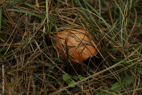 Fresh forest mushroom in grass, close up