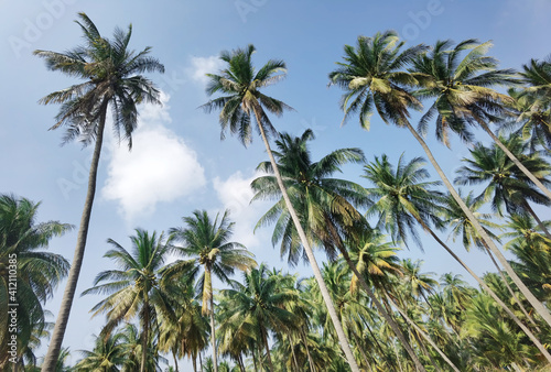 coconut tree with blue sky  © thananya_k