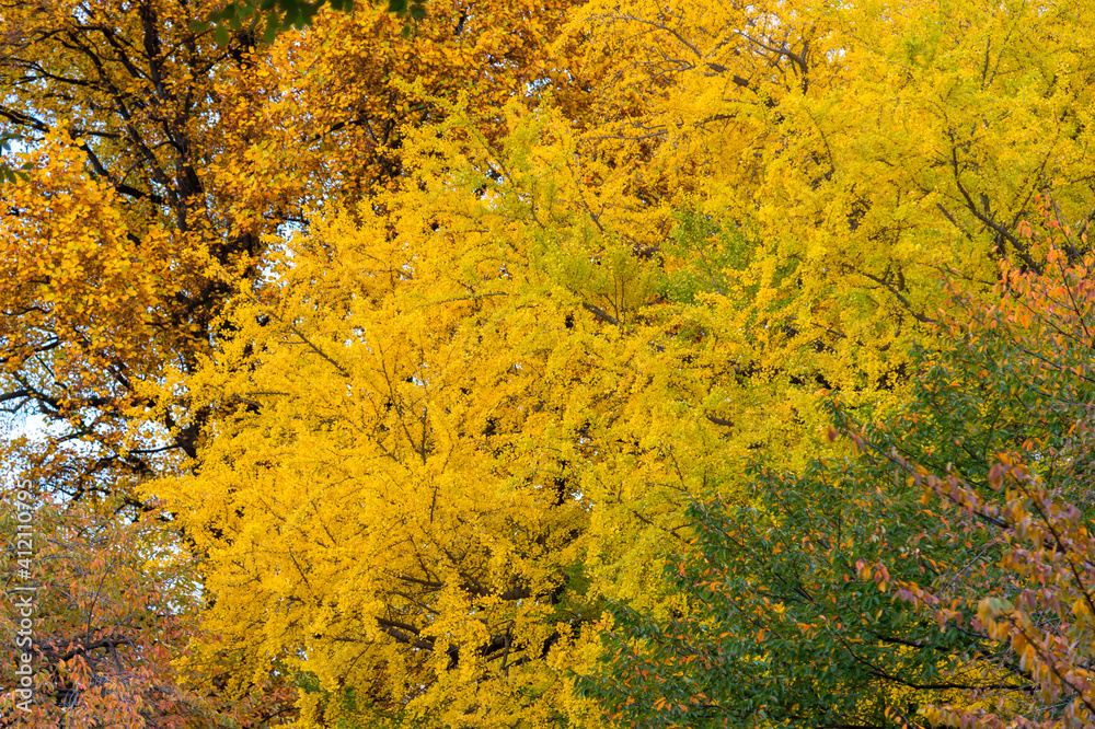 close-up of gingko tree in autumn close-up of gingko tree in autumn