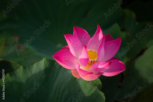 Pink beautfiule lotus with lilly pad in warter area pond, Lotus is very significant flower for buddhism.