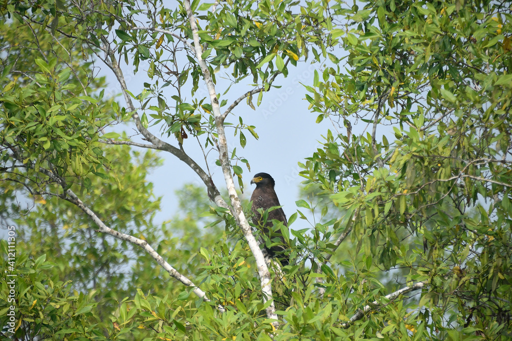 wild life in sudarbon, biggest delta in world wild life in sudarbon, biggest delta in world