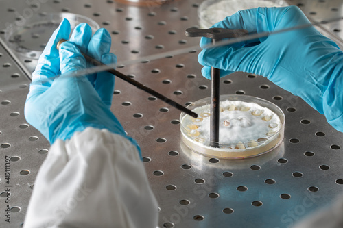 Scientist working under a sterile laminar flow hood to produce mycelium explants from agar grown mold, detail of hands with blue gloves photo