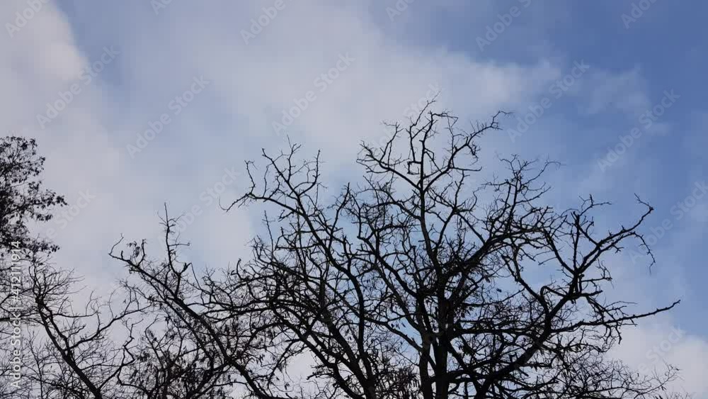 Bare tree silhouette in blue cloudy evening sky. Bare tree silhouette in blue cloudy evening sky.