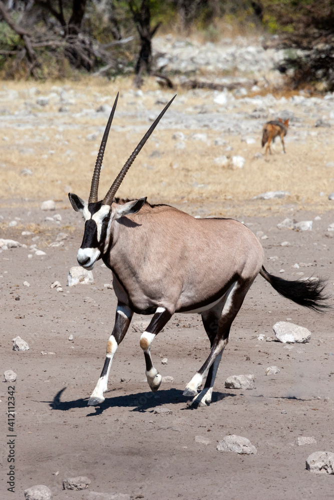 Gemsbok Antelope in Etosha National Park, Namibia Gemsbok Antelope in Etosha National Park, Namibia
