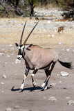Gemsbok Antelope in Etosha National Park, Namibia