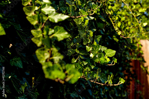 Green ivy leaves. ivy  Hedera  plant useful as a background