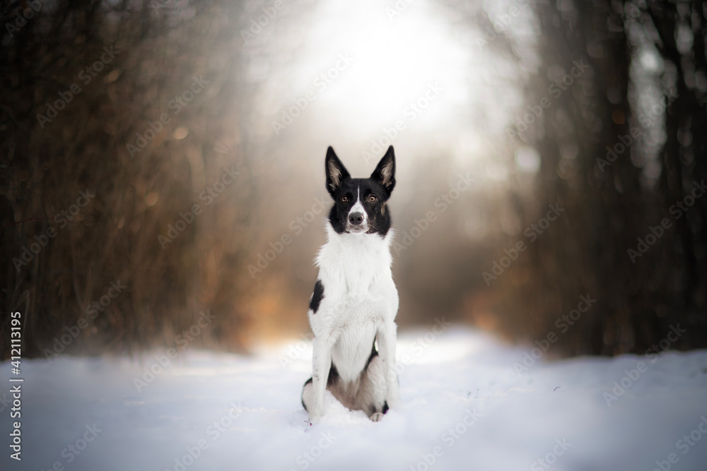 black and white border collie dog in winter black and white border collie dog in winter