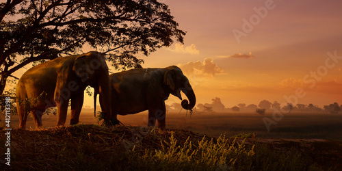 shape of elephant under a tree during sunset 