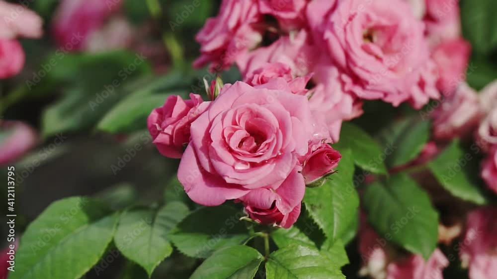 A pink rose blooms in a Summer garden on a rose Bush. Close-up of a rose flower with raindrops on its petals. A pink rose blooms in a Summer garden on a rose Bush. Close-up of a rose flower with raindrops on its petals.