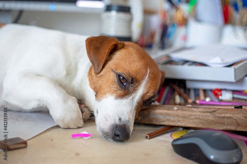 Jack Russell Terrier falls asleep on the desktop next to pencils and a computer mouse, lockdown