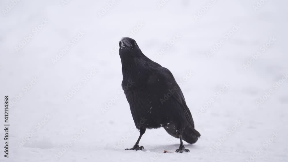 black bird crow looking at camera, close up black bird crow looking at camera, close up