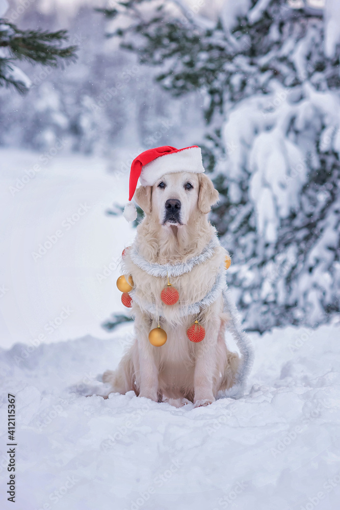 a dog with Christmas decorations and a santa hat sits in the winter snow a dog with Christmas decorations and a santa hat sits in the winter snow