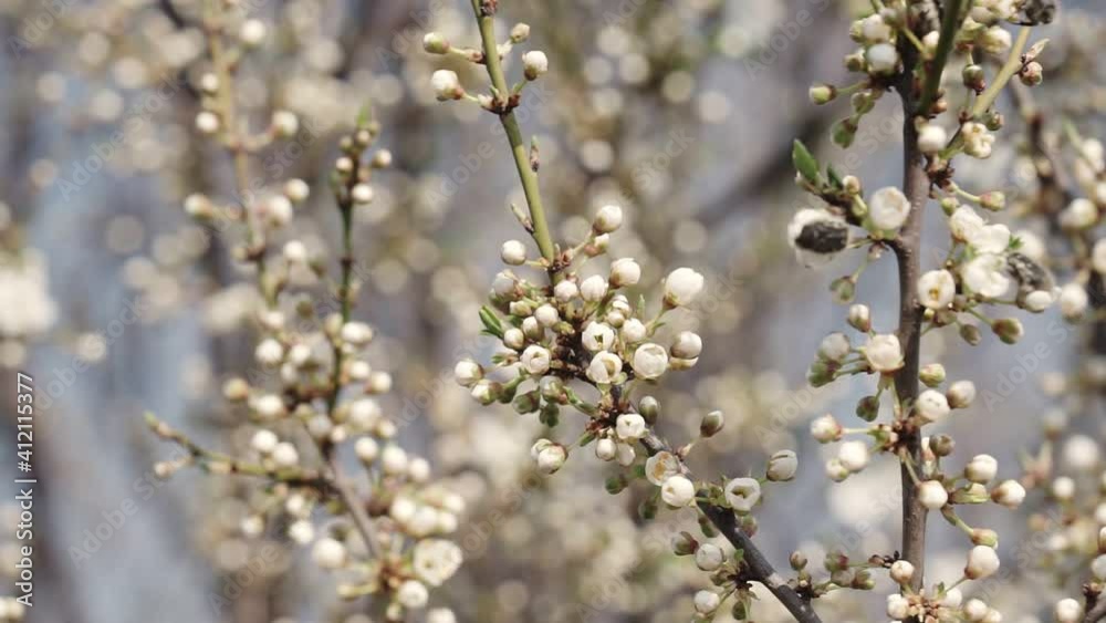 Early spring plum blossoms after winter, elegant and clean white plum blossoms Early spring plum blossoms after winter, elegant and clean white plum blossoms