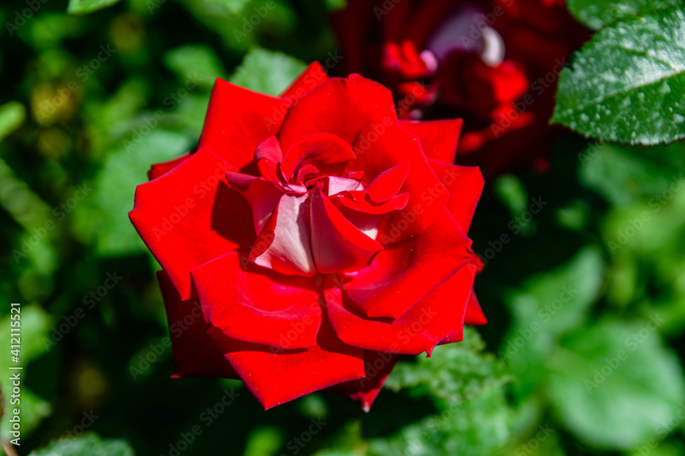 Red rose blossoming in a garden on spring Red rose blossoming in a garden on spring