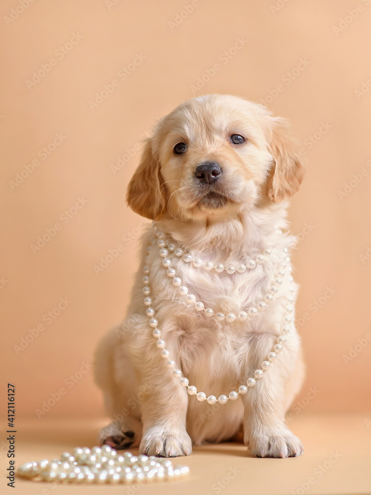 Golden retriever puppy sitting in pearl beads
