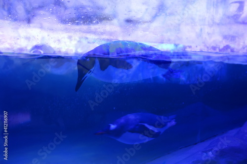 penguins in aquarium
