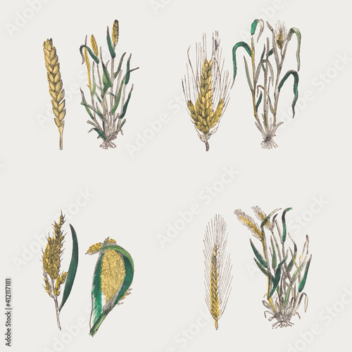 Crop background vector
