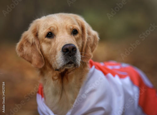 Fototapeta Naklejka Na Ścianę i Meble -  golden retriever dog with flag
