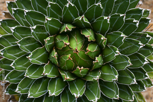 The top view of the Royal agave.