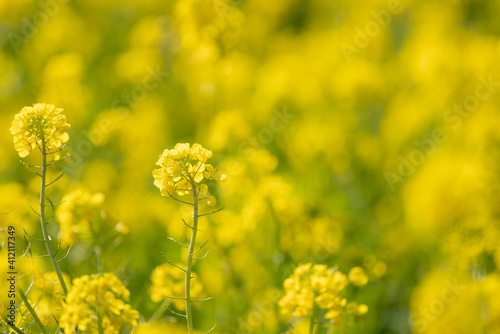 黄色に染まる菜の花畑