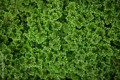 Green background image of Garden selaginella. © AP focus