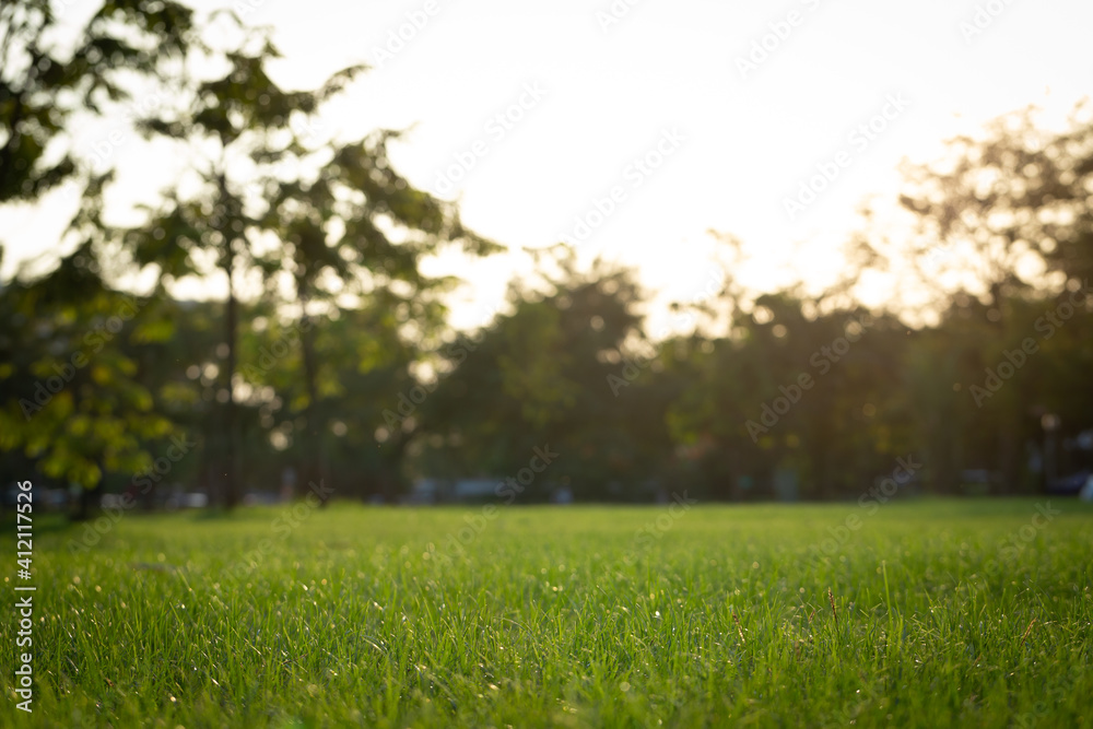 lawn background image. (Blur focus) Beautiful outdoor nature wallpaper It is a fresh green meadow in the back is a backlit tree line.