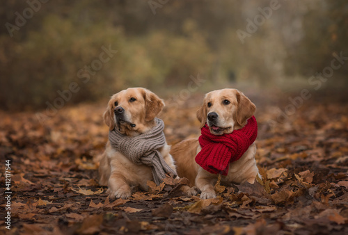 autumn photography with 2 golden retriever dogs sitting in the leaves with scarfs. Dog in leaves. Autumn dog photography.