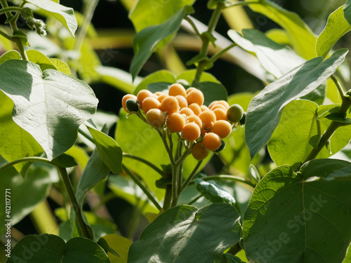 Solanum abutiloides | Morelle faux-abutilon ou nain Tamarillo, petit arbuste à petites baies mûres oblongues jaune-orange décoratives dans un feuillage vert tendre parfumé photo