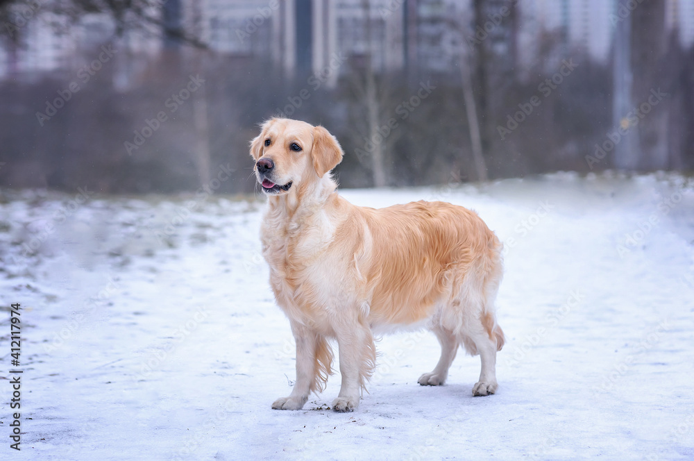 Golden retriever dog in winter 
