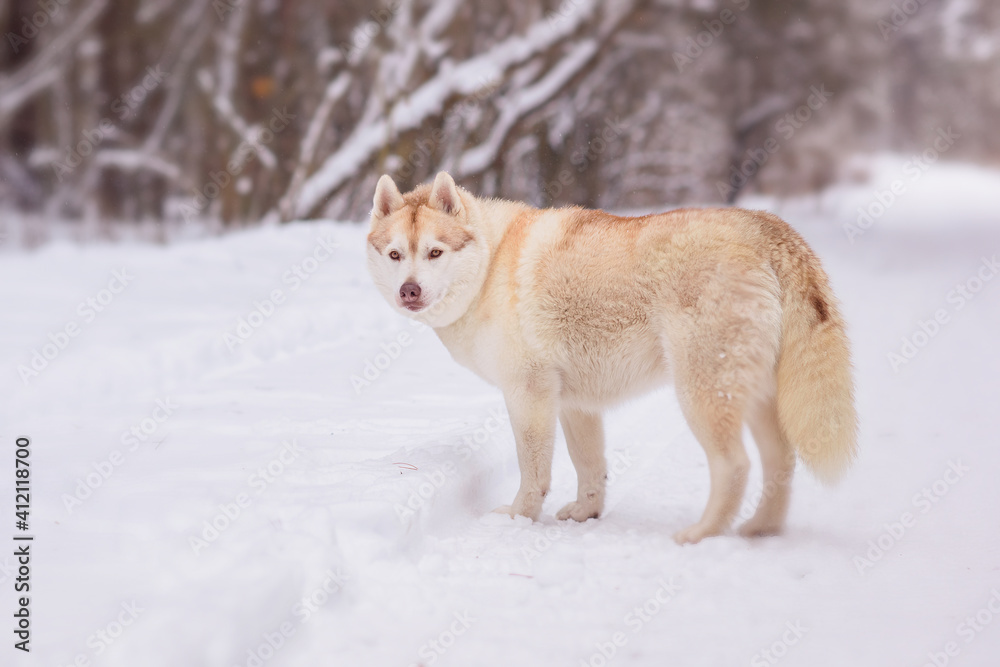 Winter photography of Siberian Husky dog staying on the road. Pet portrait of a  dog in winter day.