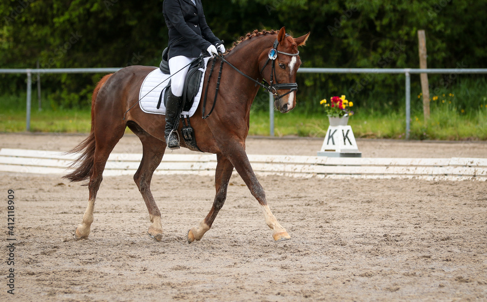 Dressage horse in a dressage test with rider in Dressage horse in a dressage test with rider in