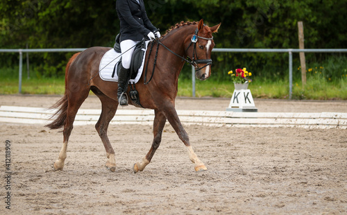 Dressage horse in a dressage test with rider in "strong trot" on the diagonal..