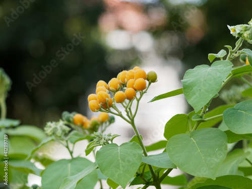 (Solanum abutiloides) Morelle faux-abutilon ou Tamarillo nain à petits fruits poilus jaune orangé sucré à maturation photo