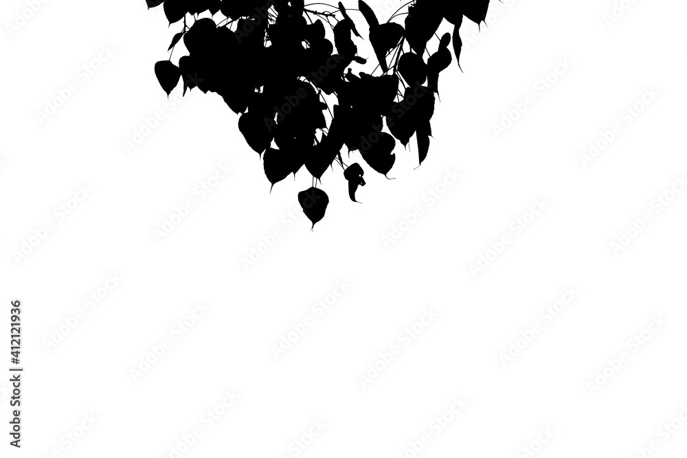 shadow bodhi tree and branch leaves. silhouette black pho leaf contrast on white background with copy space. shadow bodhi tree and branch leaves. silhouette black pho leaf contrast on white background with copy space.