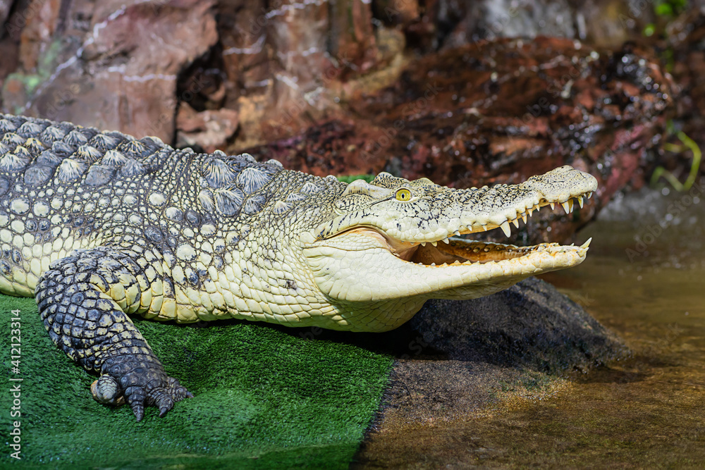Fototapeta premium Nile crocodile with open mouth closeup