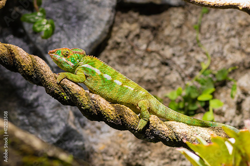 Beautiful Ambilobe Panther Chameleon on the branch closeup. Multicolor reptile with colorful bright skin. The concept of disguise. Exotic Tropical Pet. Furcifer pardalis